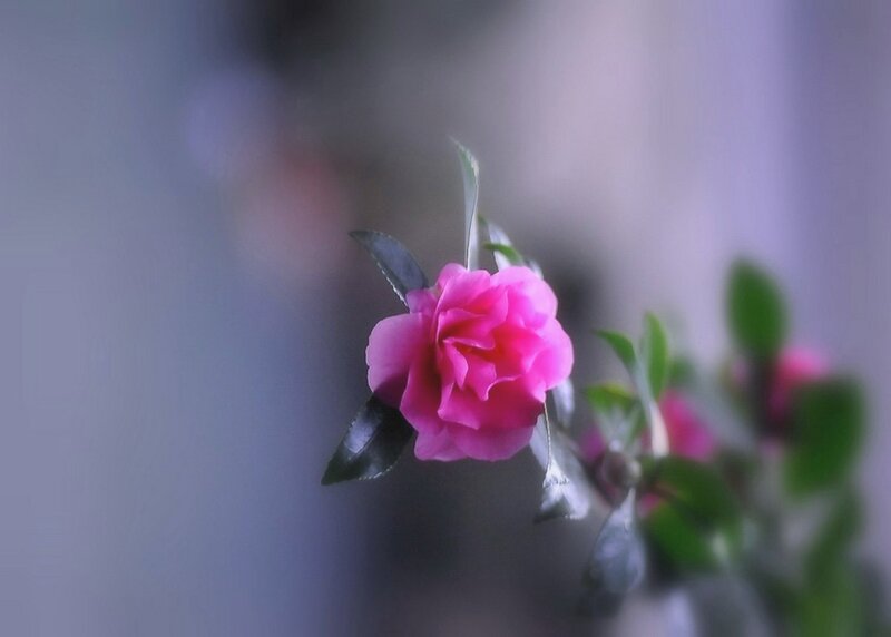 Pink Camellia Flower — Serene, Photograph, Leaf, Bloom