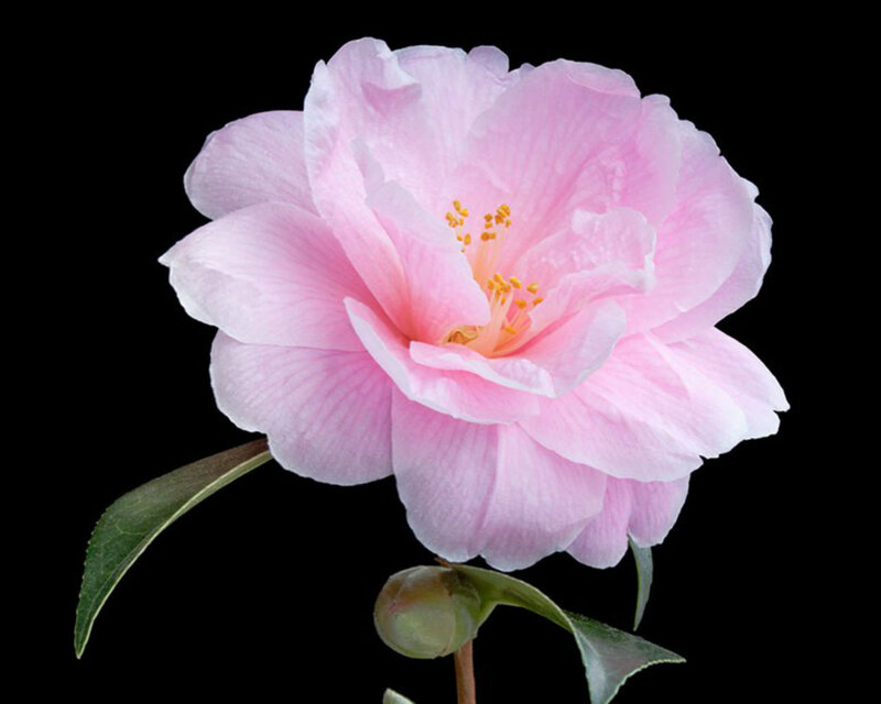 Pink Camellia Flower — Serene, Photograph, Leaf, Bud