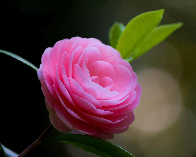 Pink Camellia Flower — Serene, Photograph, Leaf, Stem