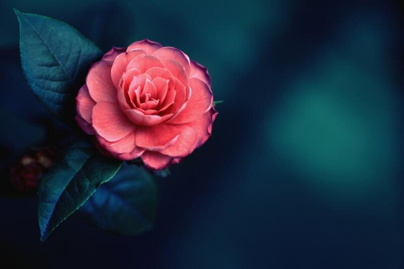 Pink Camellia Flower — Serene, Photograph, Leaf