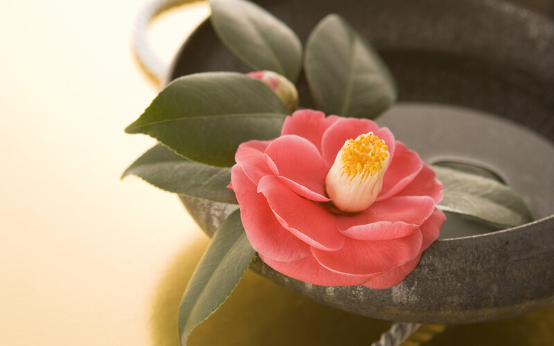 Pink Camellia Flower — Serene, Photograph, Leaves, Bowl