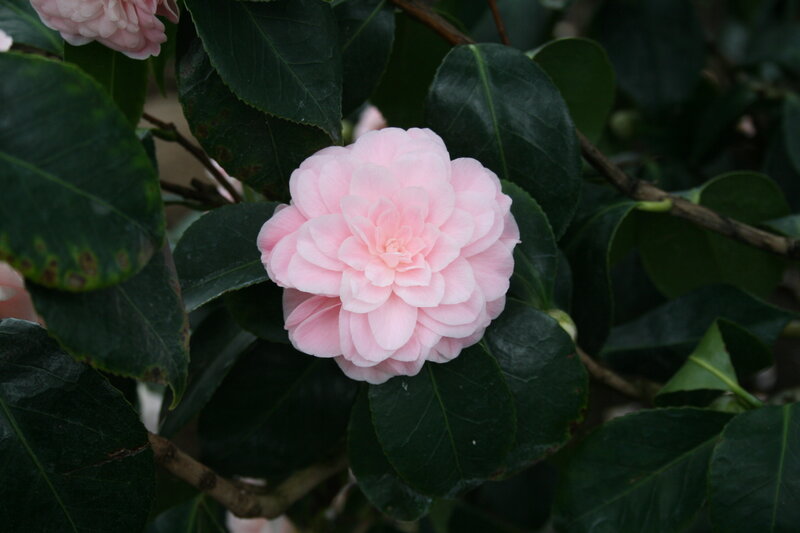 Pink Camellia Flower — Serene, Photograph, Leaves, Branch