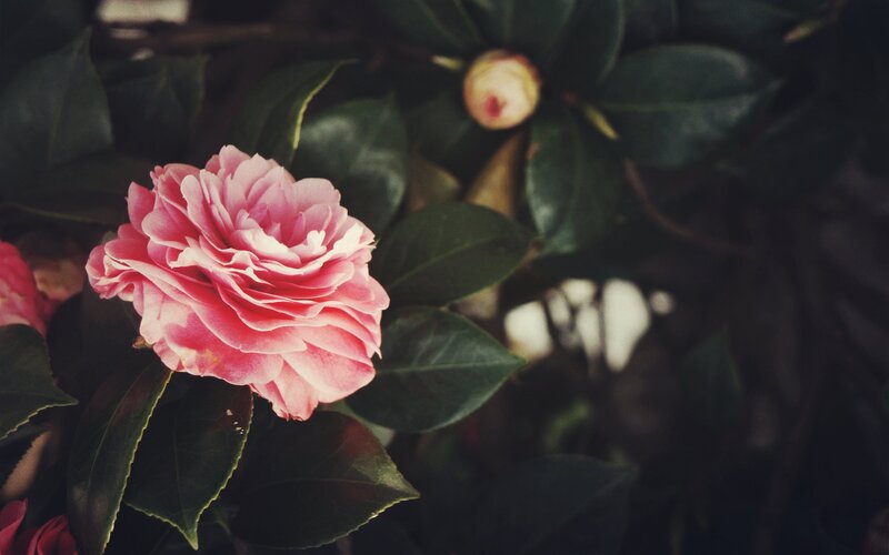 Pink Camellia Flower — Serene, Photograph, Leaves, Bud