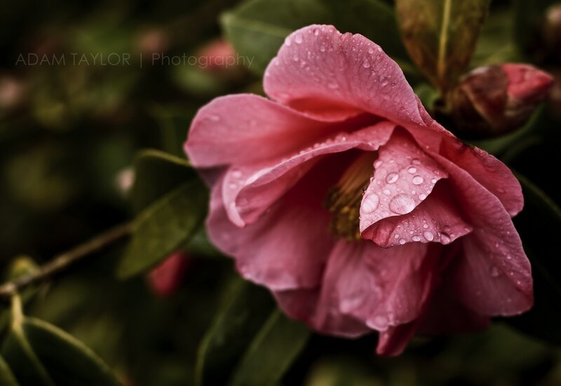Pink Camellia Flower — Serene, Photograph