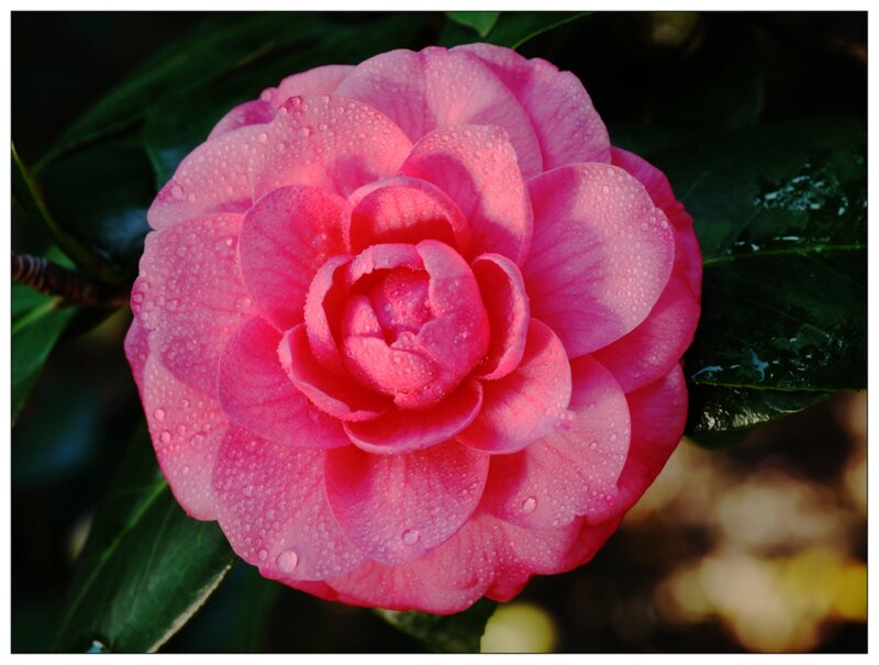 Pink Camellia Flower — Serene, Photograph, Water Droplets