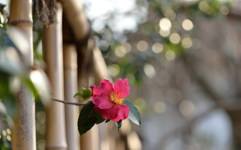 Pink Camellia Flower — Serene, Spring, Photograph, Bamboo