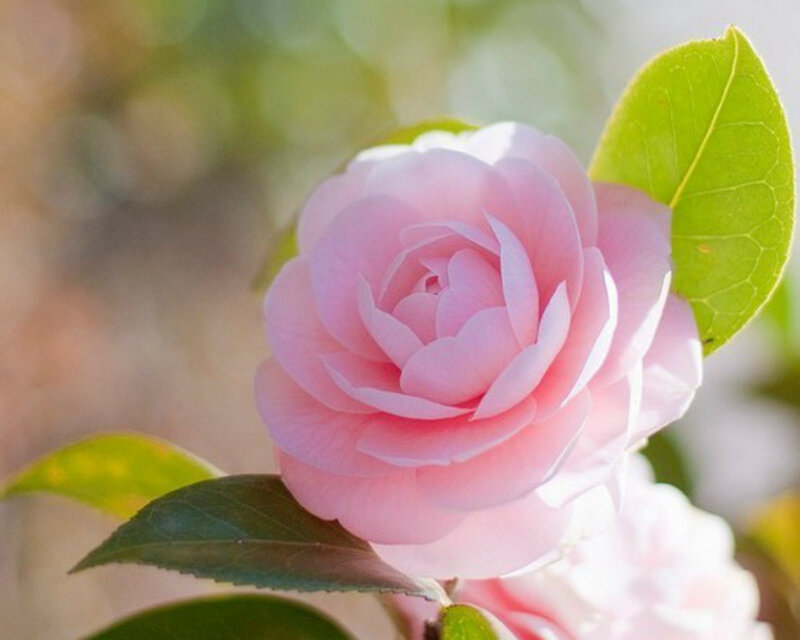 Pink Camellia Flower — Serene, Spring, Photograph, Leaf, Bloom