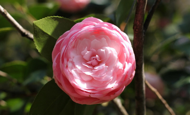 Pink Camellia Flower — Serene, Spring, Photograph, Leaf, Branch