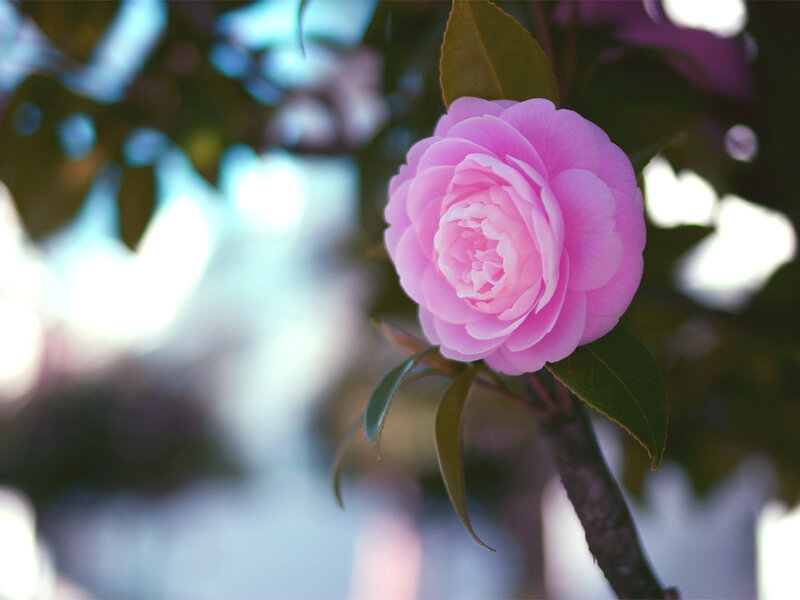 Pink Camellia Flower — Serene, Spring, Photograph, Leaf