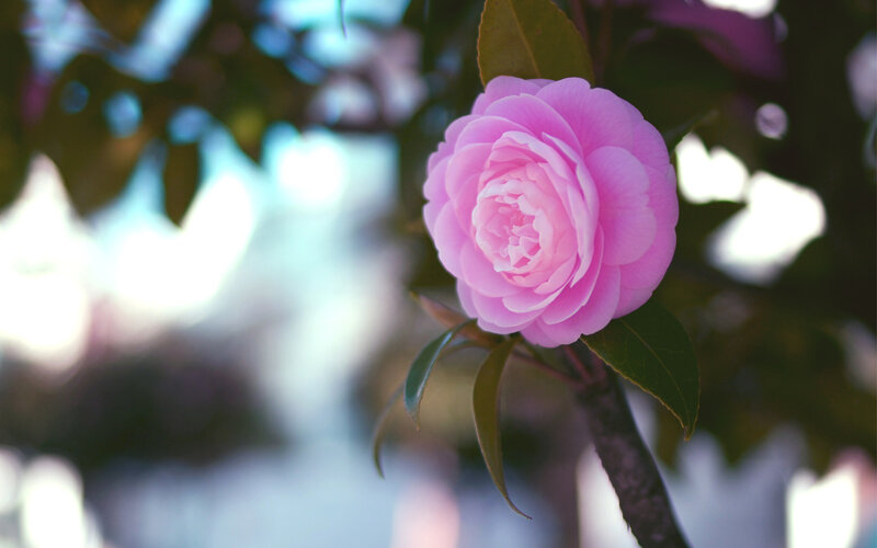 Pink Camellia Flower — Serene, Spring, Photograph, Leaves, Branch