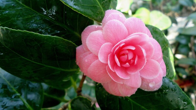 Pink Camellia Flower — Serene, Spring, Photograph, Leaves, Water Droplets