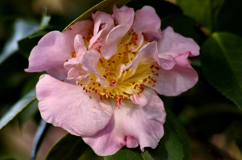 Pink Camellia Flower — Serene, Spring, Photograph, Petals, Stamen