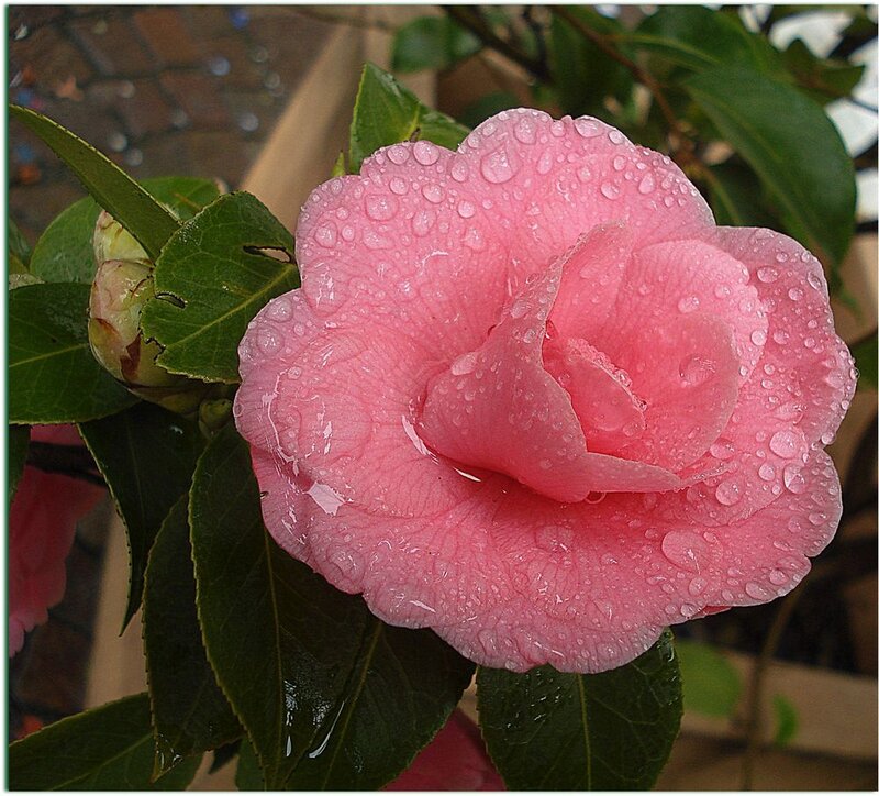 Pink Camellia Flower — Serene, Spring, Photograph, Raindrops
