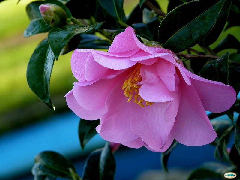 Pink Camellia Flower — Serene, Spring, Photograph