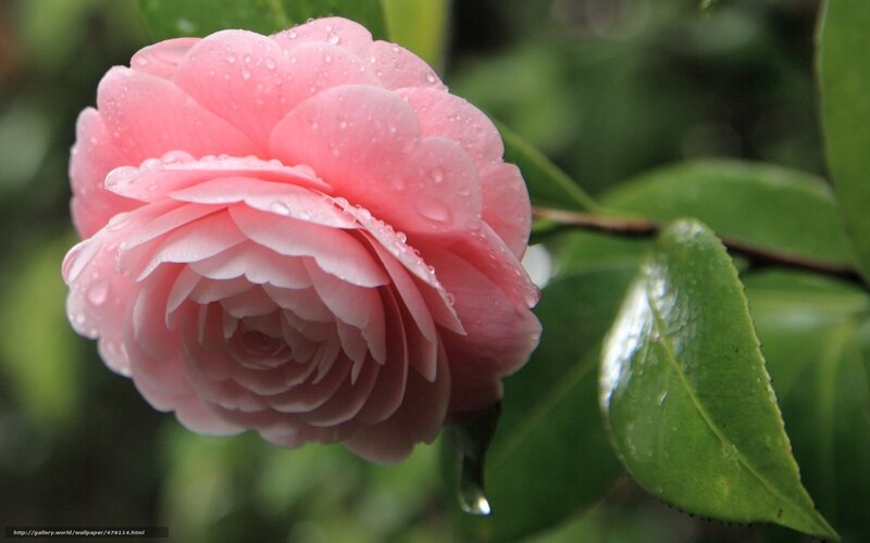 Pink Camellia Flower — Serene, Spring, Photograph, Water Droplets, Green Leaf