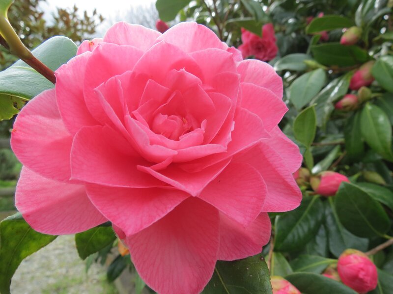Pink Camellia Flower — Spring