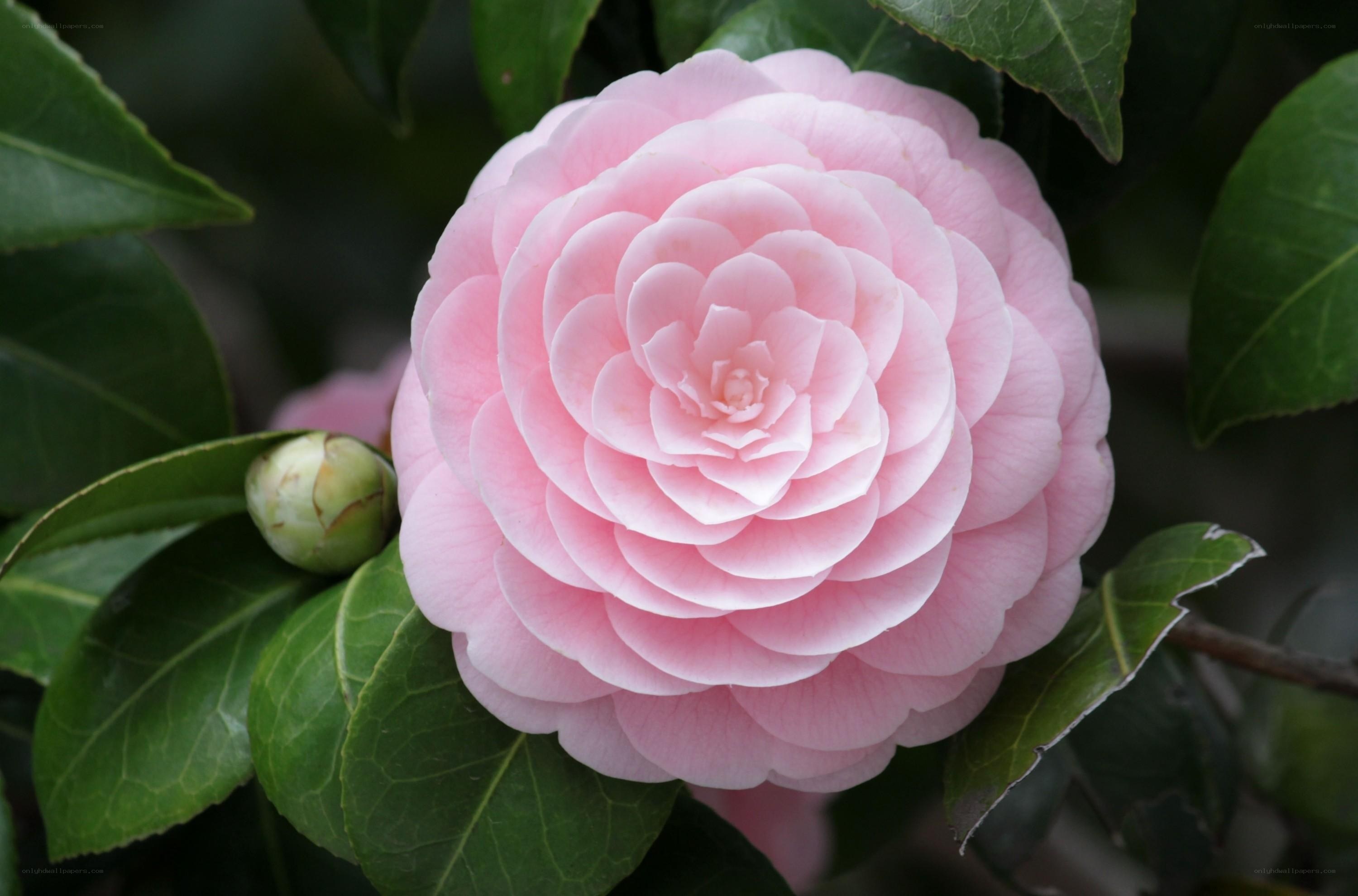 Pink camellia flower