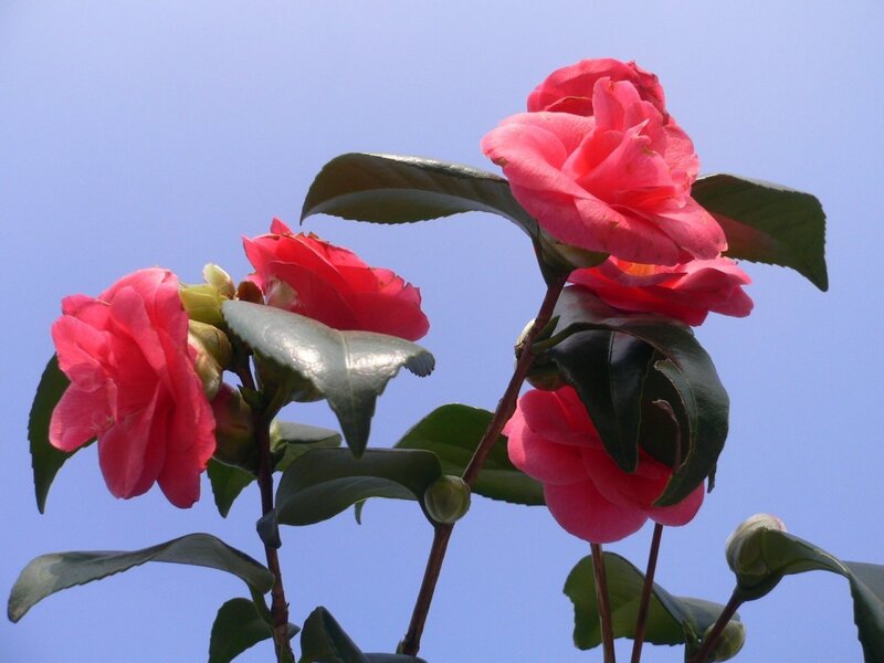 Pink camellia flowers against blue sky