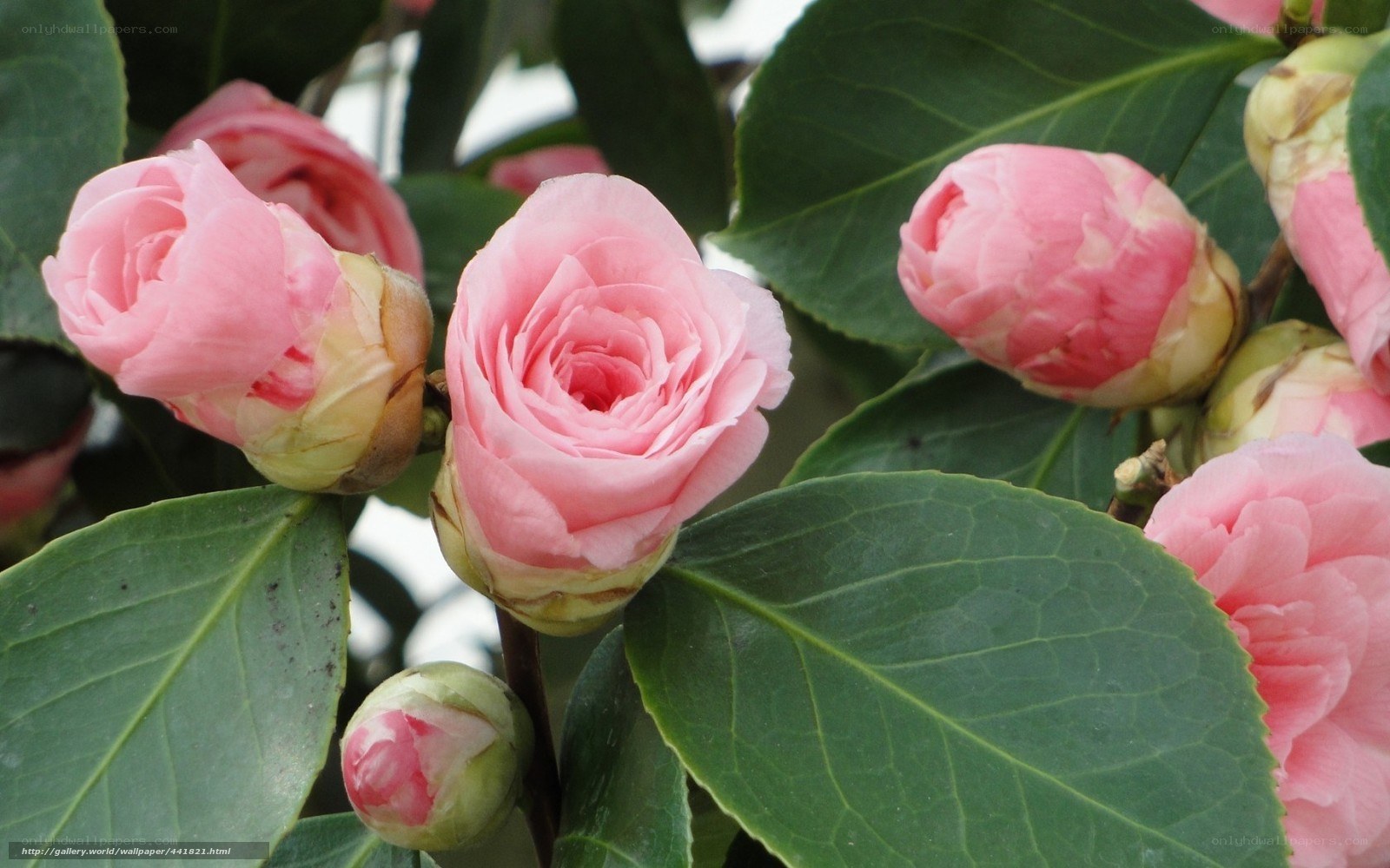 Pink camellia flowers blooming