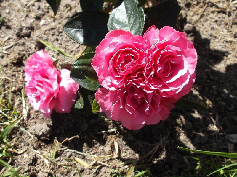 Pink Camellia Flowers — Calm, Afternoon, Photograph