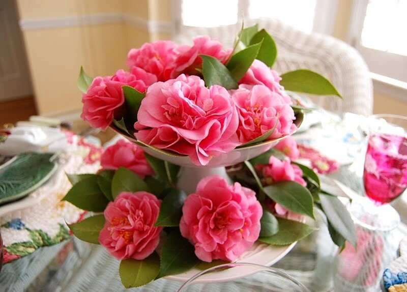 Pink Camellia Flowers — Calm, Afternoon