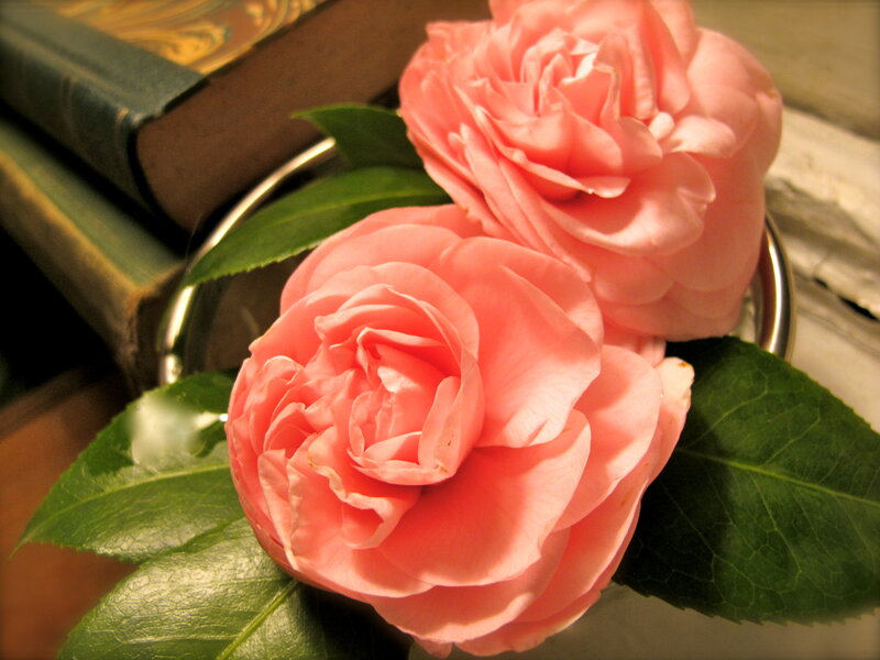 Pink Camellia Flowers — Calm, Photograph