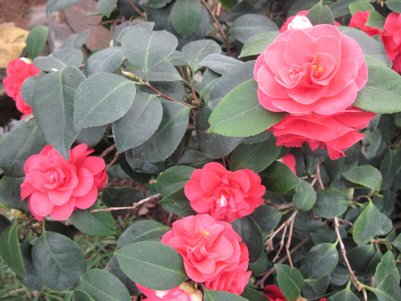 Pink Camellia Flowers — Calm, Spring, Photograph, Green Leaves, Bush