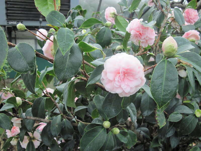 Pink Camellia Flowers — Calm, Spring, Photograph, Green Leaves, Flower Buds, Branches