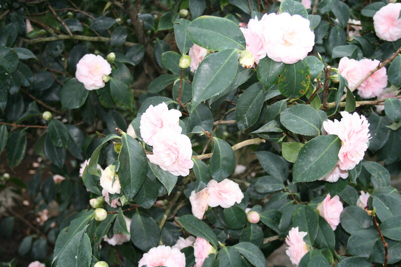 Pink Camellia Flowers — Calm, Spring, Photograph, Green Leaves