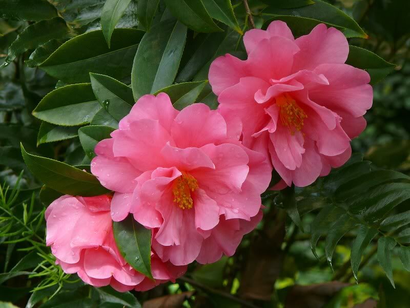 Pink Camellia Flowers — Calm, Spring, Photograph