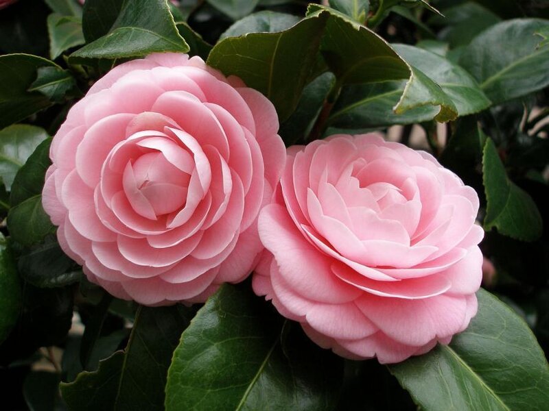 Pink Camellia Flowers — Calm, Spring