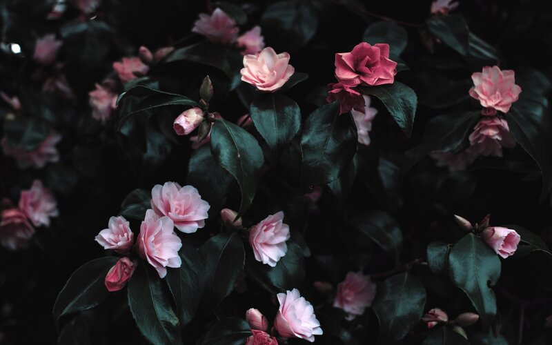 Pink Camellia Flowers — Dark