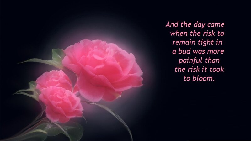 Pink Camellia Flowers — Dramatic, Night
