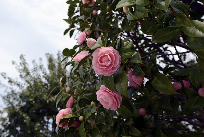 Pink camellia flowers in bloom