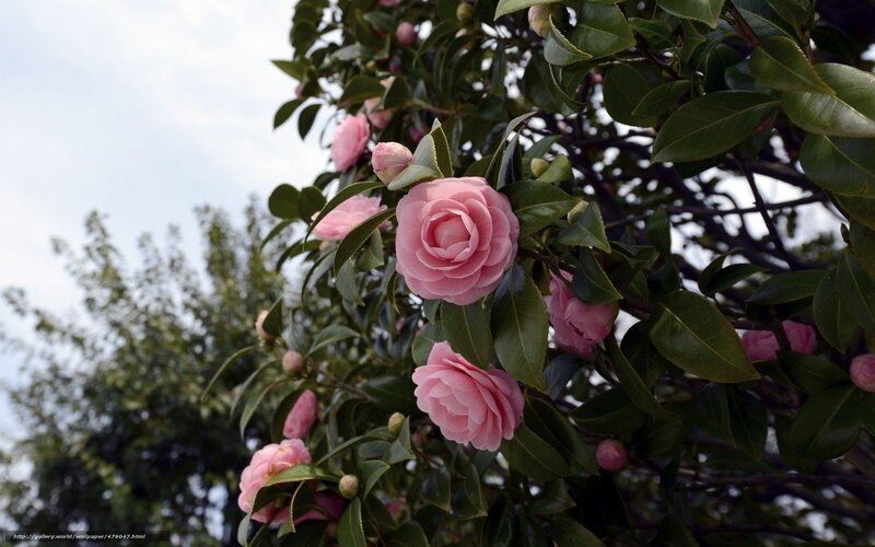 Pink camellia flowers in bloom