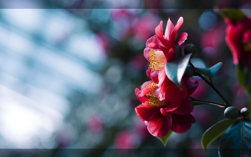 Pink camellia flowers in bloom