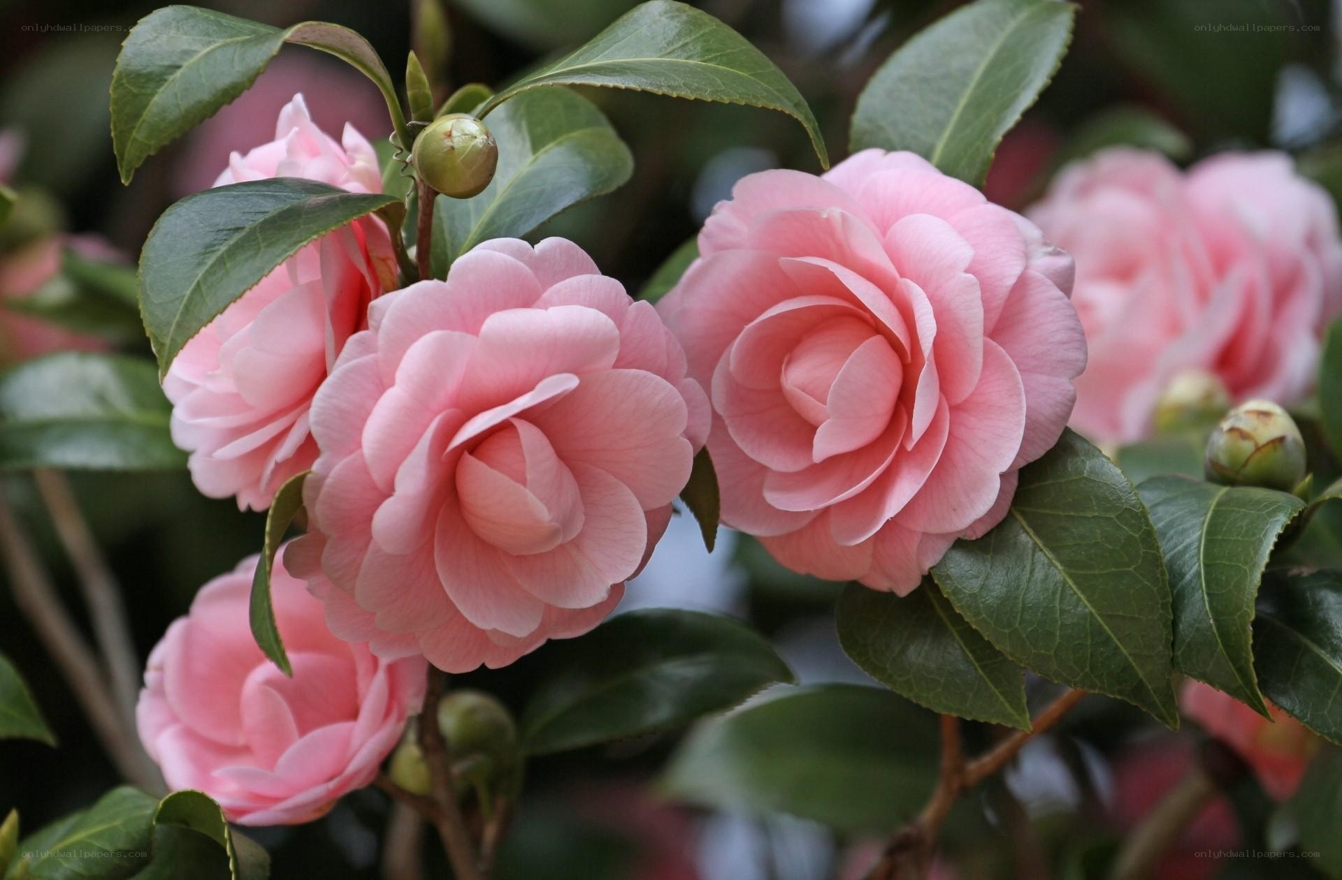 Pink camellia flowers in bloom