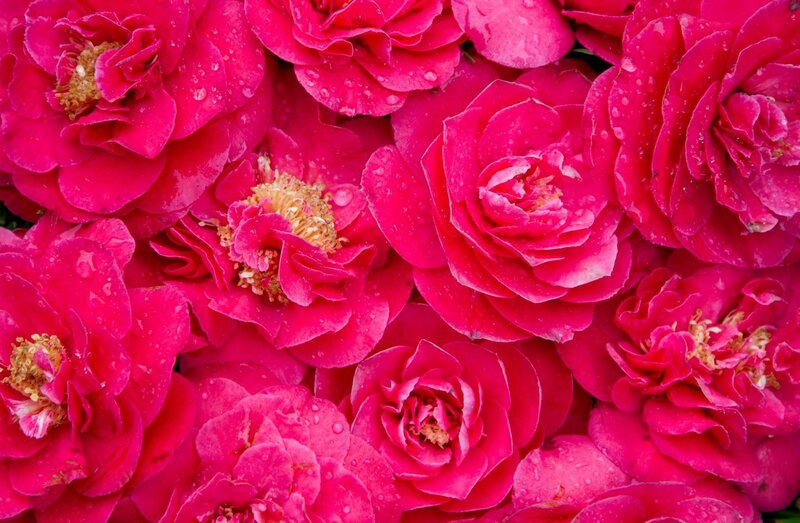 Pink Camellia Flowers — Magenta, Vibrant