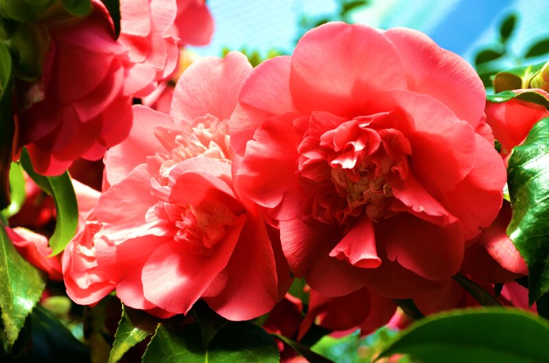 Pink Camellia Flowers — Red, Bright