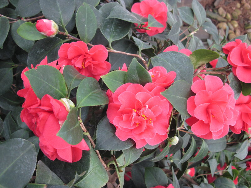 Pink Camellia Flowers — Red, Calm