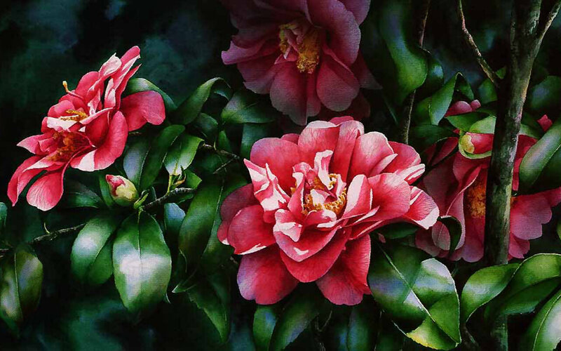 Pink Camellia Flowers — Red, Natural