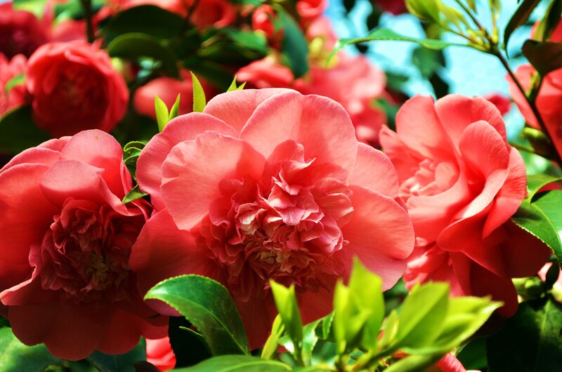 Pink Camellia Flowers — Red, Vibrant