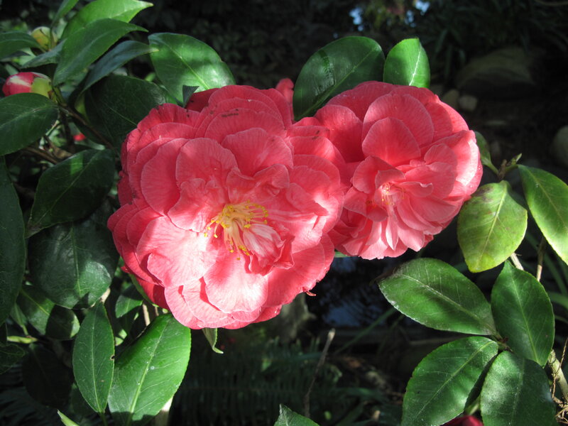 Pink Camellia Flowers — Serene, Afternoon, Photograph