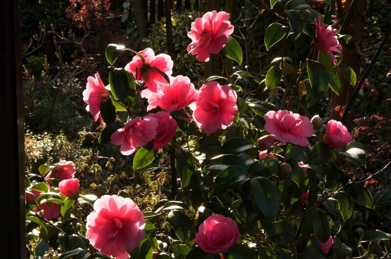 Pink Camellia Flowers — Serene, Afternoon