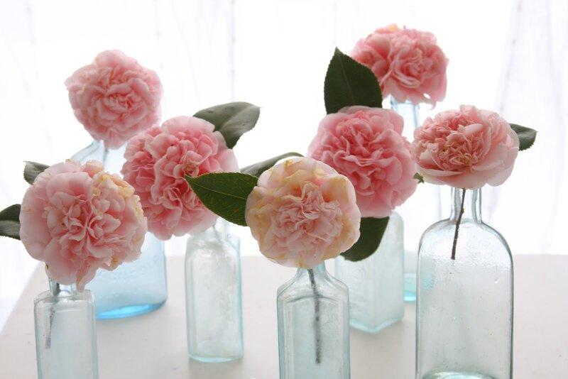 Pink Camellia Flowers — Serene, Morning
