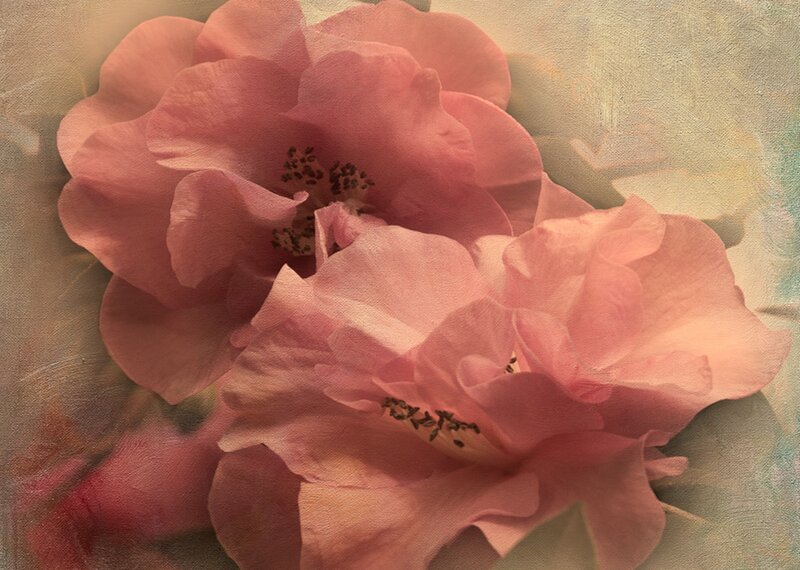 Pink Camellia Flowers — Serene, Painting