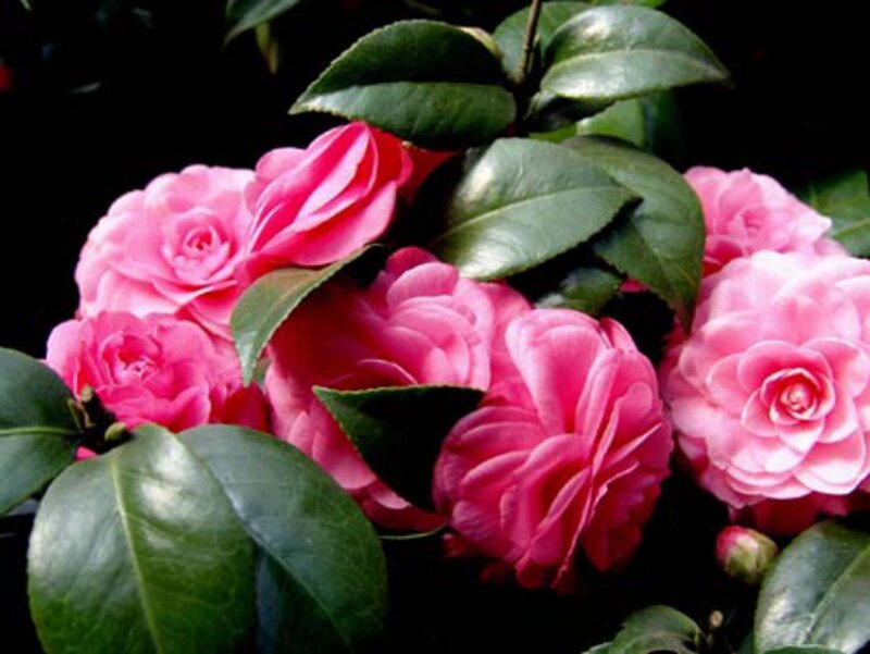 Pink Camellia Flowers — Serene, Photograph