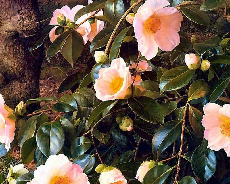 Pink Camellia Flowers — Serene, Spring, Painting
