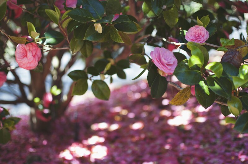 Pink Camellia Flowers — Serene, Spring, Photograph, Green Leaves, Flower Petals