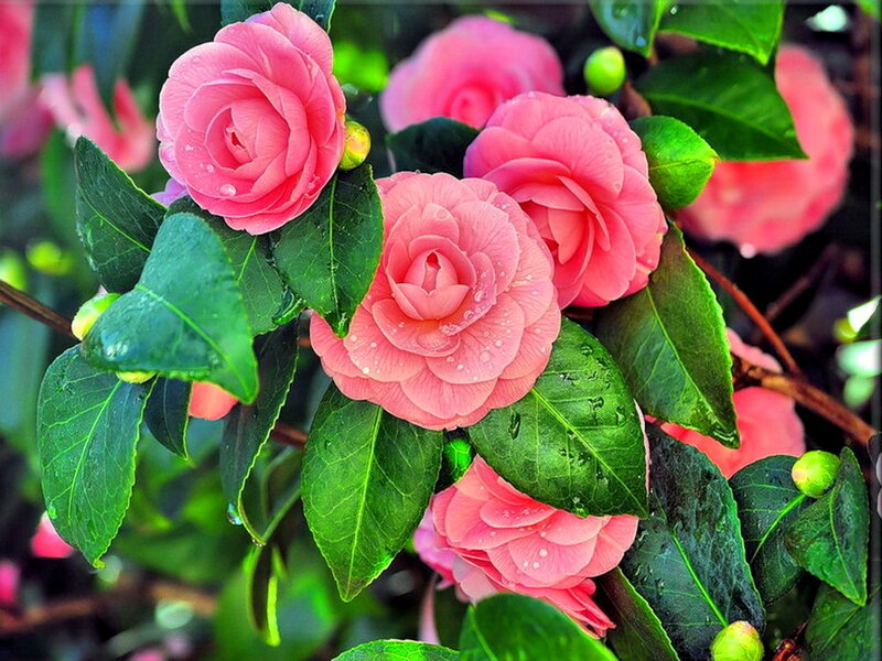 Pink Camellia Flowers — Serene, Spring, Photograph, Green Leaves